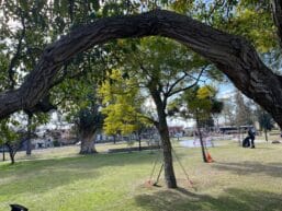 Equipo de trabajo supervisando el entorno de una plaza